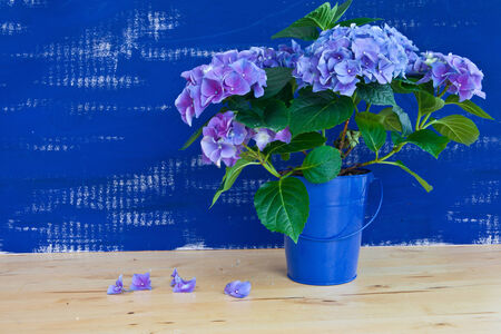 Blue and purple hydrangea in full bloomの写真素材