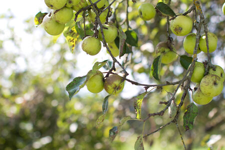 Green apples on branches of a apple tree