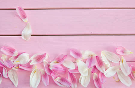 Fresh tulips petals on pink rustic wooden boardsの写真素材