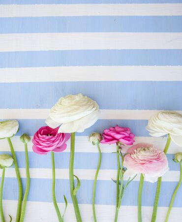 Wooden background with stripes and colorful ranunculus