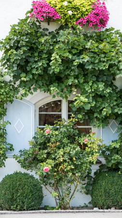 Window with traditional wooden shutters with vines and flowersの写真素材
