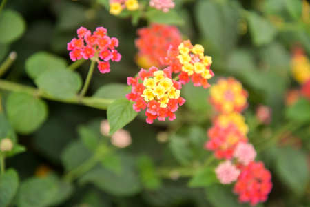 Wild flowers in the countryside of Easter Island, Chileの写真素材