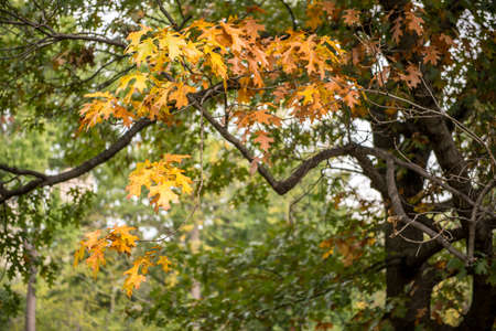 Several plants, flowers and trees on recreational areas at Central Park, Manhattan, New York City, New York, USAの写真素材
