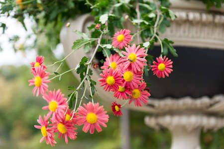 Colorful flowers in a corner at Central Park, Manhattan, New York City, New York, USA.の写真素材