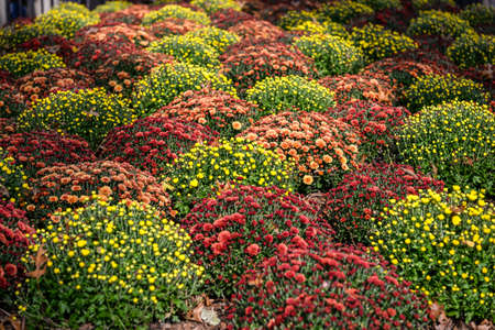 Colorful flowers in a corner at Central Park, Manhattan, New York City, New York, USA.の写真素材