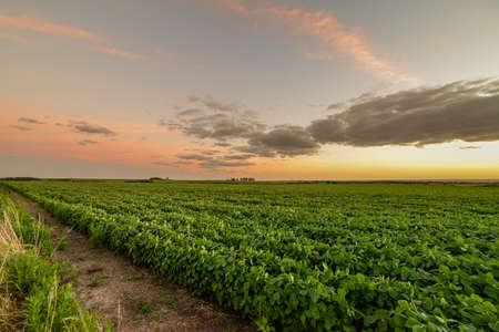 Fields with soybeans planted during sunset, on the outskirts of Juan Lacaze, Colonia, Uruguayの写真素材
