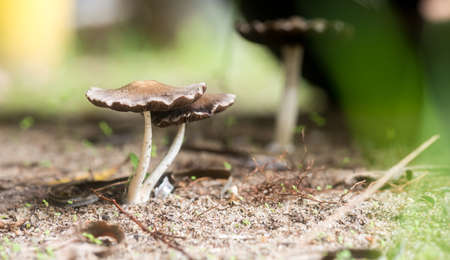 Details of some fungi or toadstools in a search for eucalyptus near Juan Lacaze, Colonia, Uruguayの写真素材