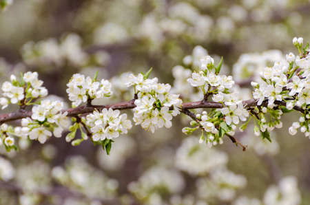 Cherry blossoms in a garden at Seoul, South Korea.の写真素材