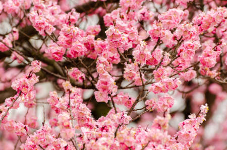 Cherry blossoms in a garden at Seoul, South Korea.の写真素材