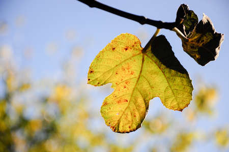 Closeup of a green plant's leavesの写真素材