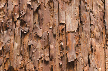 Details of a tree trunk at Geku Mae shrine, Ise, Japan
