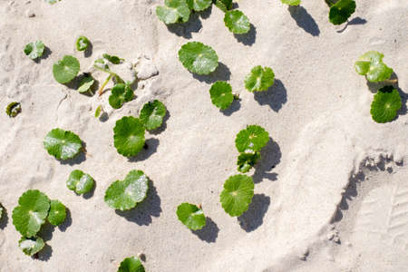 Little green leaves of a plant grows under the sand on a beach in Atlantida, Canelones, Uruguay.の写真素材