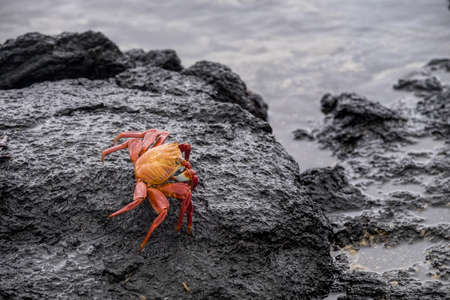 crab with red and orange colors, standing on some rocks near the sea, in Santa Cruz island, Galapagosの写真素材