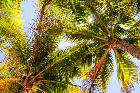 Shade under the palm trees at Akumal Beach, Quintana Roo, Mexicoの写真素材