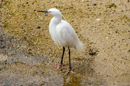 White heron feeding in a small glen next to the Itsukushima Shrine in Miyajima, Japan