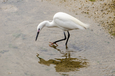 White heron feeding in a small glen next to the Itsukushima Shrine in Miyajima, Japanの写真素材