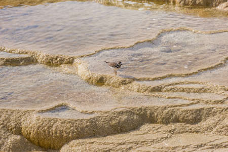 Birds walking over Mammoth Hot Springs pristine waters and textures. Yellowstone National Park, Wyoming, USAの写真素材