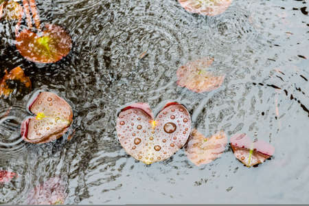 Leave's details on a pond after a rainy day at Matsue, Japan.の写真素材