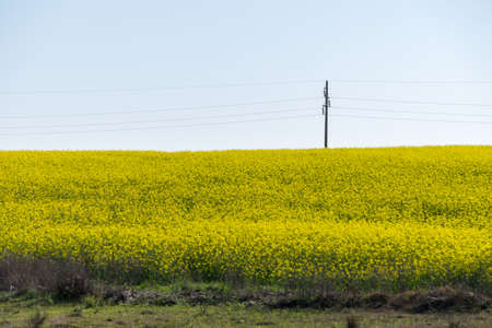 Countryside landscape full of yellow little flowers, Juan Lacaze, Colonia, Uruguay.