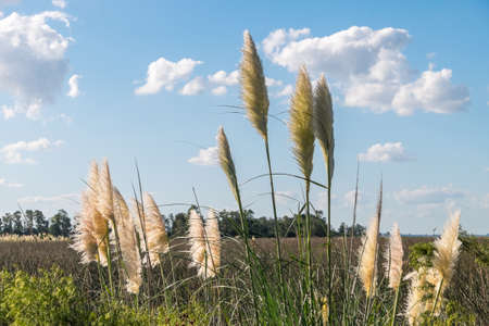 Santa Lucia's wetlands close to Montevideo, Uruguay.の写真素材