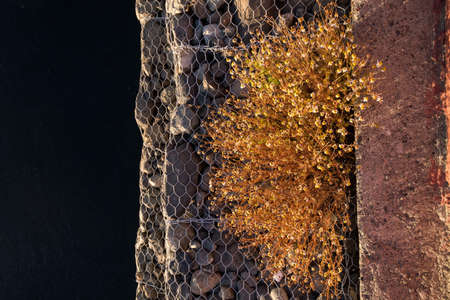 Small yellow flowers coming through a wooden pier at El Calafate, Santa Cruz, Argentina