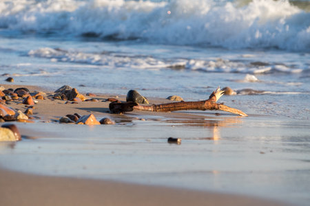 Tree branches washed ashore on a pebbles beach at Las Flores, Maldonado, Uruguay