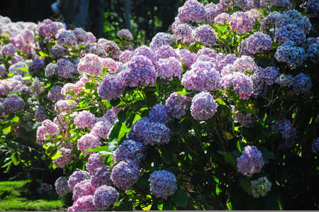 Violet and brushed flowers in a garden in a house in Punta del Este