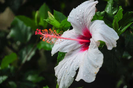 Flowers at sunset in Juan Lacaze, Colonia, Uruguayの写真素材