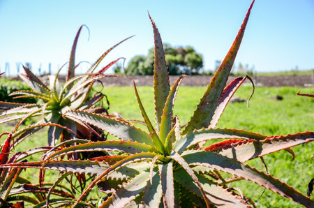 Closeup of a cactus in the countryside at San Ramon, Canelones, Uruguayの写真素材
