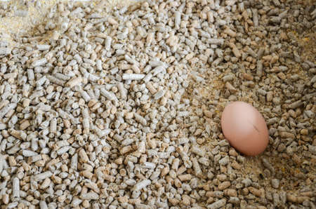 Chicken egg in the bowl to feed the cows in a dairy farm near San Ramon, Canelones, Uruguay.