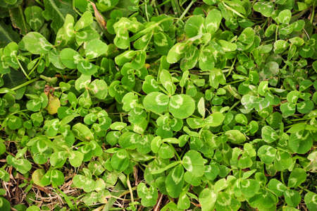 Green small leaves from a plant.Juan Lacaze, Colonia, Uruguay