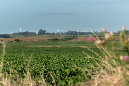 Soy fields with a road with cars and a windmill farm on the horizonの写真素材
