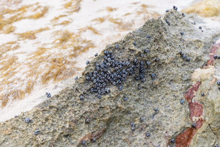 Details of hundreds of small dark blue sea snails attached to a rock in the Limestone Bay area of...