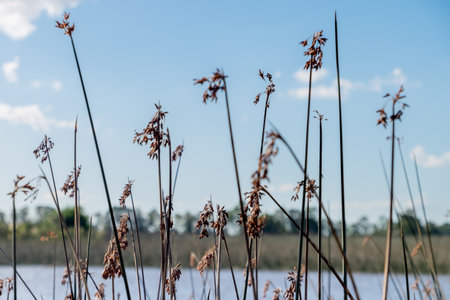 Santa Lucia's wetlands close to Montevideo, Uruguay.の写真素材