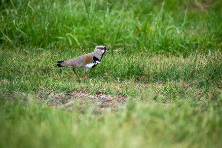 A small womb bird hiding behind some pasturesの写真素材