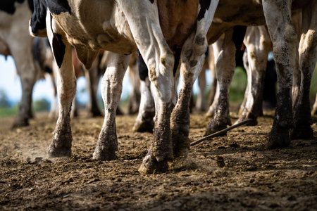 Detail of the legs of a line of cows going to graze in a field in Uruguayの写真素材