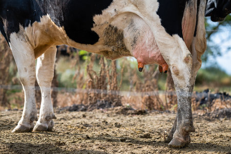 Detail of the legs of a line of cows going to graze in a field in Uruguayの写真素材