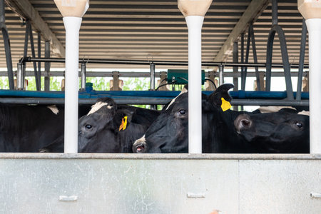 Dairy farm, barn panorama with roof inside and many cows eating hay.の写真素材