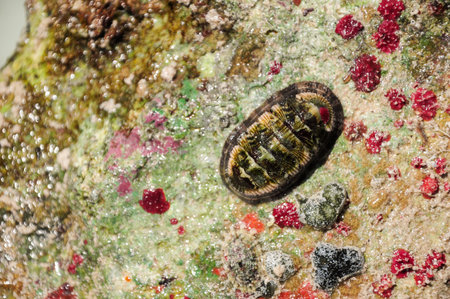 Strange creature called chiton sticked to a rock at Akumal Beach, Quintana Roo, Mexico