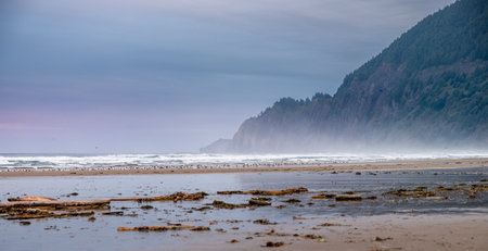 Birds resting on the sand of the beach, at sunrise very early in Manzanita, Oregon, USA