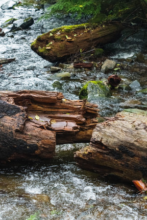 a log broken into multiple parts over a small stream, in Oswald West State Parkの写真素材