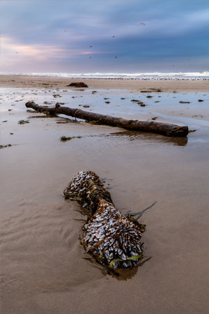 trunk washed up on the beach, completely covered with molluscs from the sea, early in the morning. Manzanita, Oregon, USAの写真素材