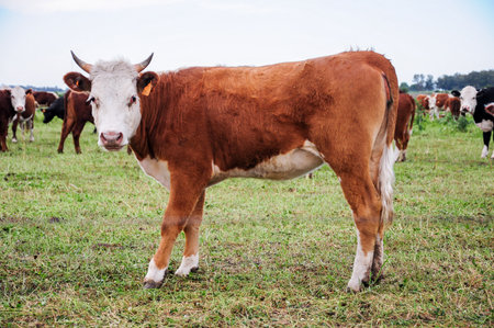 Solitary cow with small horns, looks straight ahead, behind a grazing line