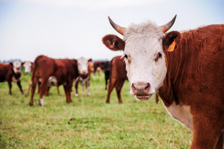 Solitary cow with small horns, looks straight ahead, behind a grazing lineの写真素材