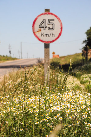 A group of daisies by the side of the road. Behind is a speed limit sign.の写真素材