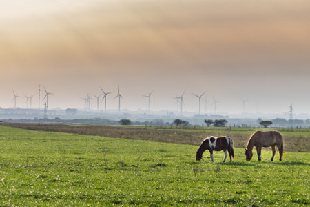 horses grazing in a field with a windmill farm for renewable energy in the backgroundの写真素材