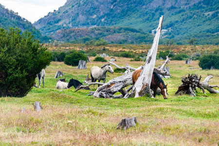 A group of horses grazing through Tierra del Fuego National Parkの写真素材