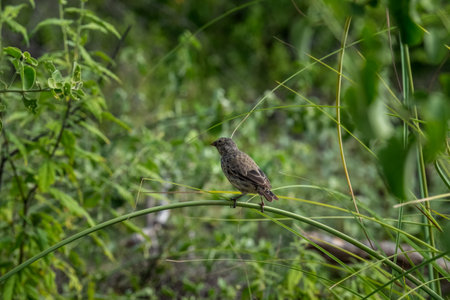 Bird resting on the branches of a tree on Garrapatero beach in the Galapagos Islandsの写真素材