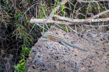 small green and black lizard on some reddish rocks, in the Galapagos Islandsの写真素材