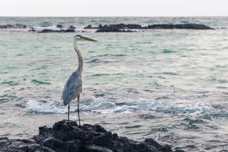 A heron resting on some rocks on a beach in the Galapagos Islands, Ecuadorの写真素材